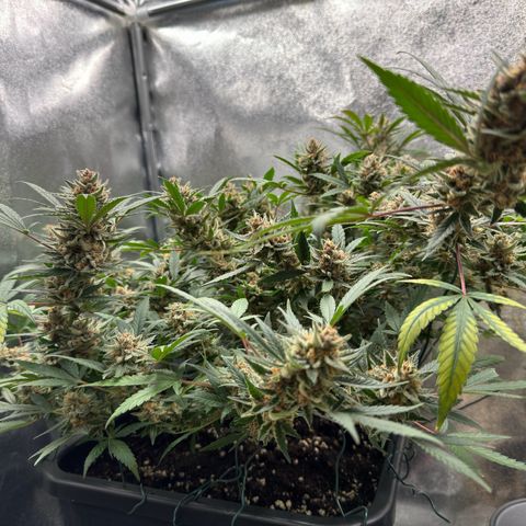 Tangerine Dream growlog timeline photo