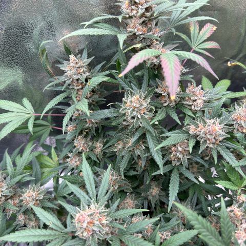 Tangerine Dream growlog timeline photo