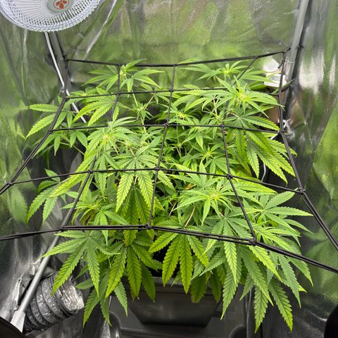 Mimosa x Orange Punch growlog timeline photo