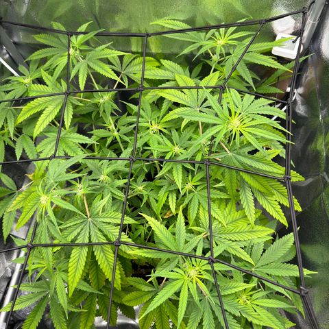 Mimosa x Orange Punch growlog timeline photo
