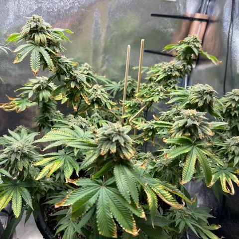 Pink Kush growlog timeline photo