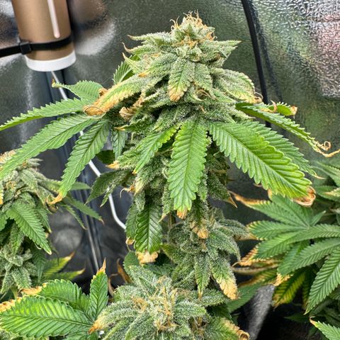 Pink Kush growlog timeline photo