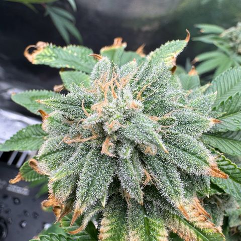 Pink Kush growlog timeline photo