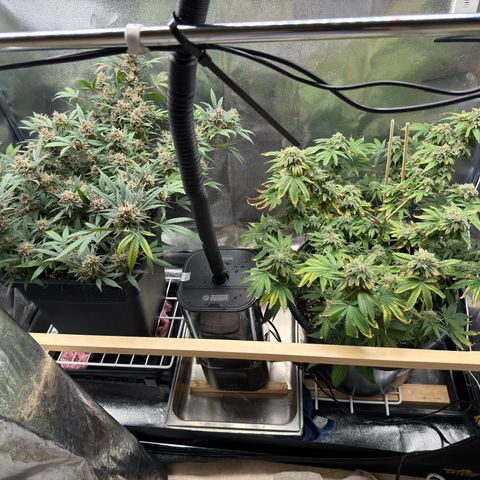 Tangerine Dream growlog timeline photo
