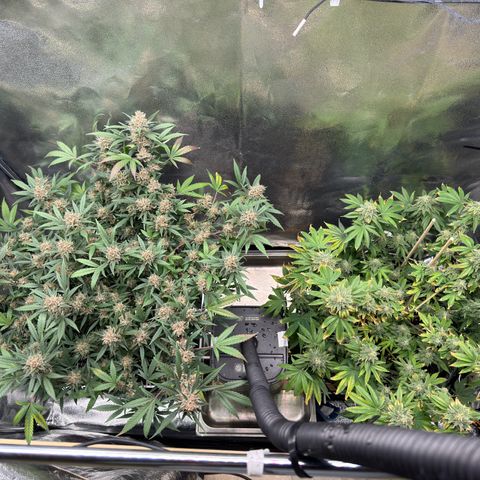 Tangerine Dream growlog timeline photo