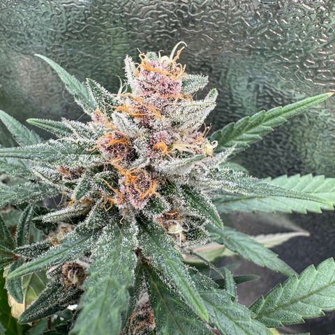 Tangerine Dream growlog photo: Getting close to harvest 