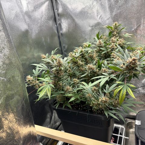 Tangerine Dream growlog photo: Getting close to harvest 
