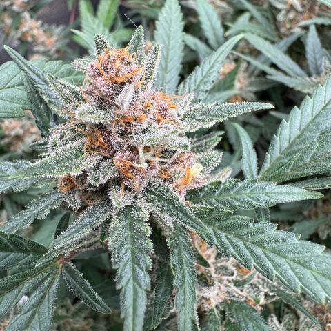 Tangerine Dream growlog photo: Getting close to harvest 