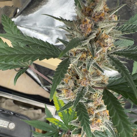 Tangerine Dream growlog photo: Getting close to harvest 