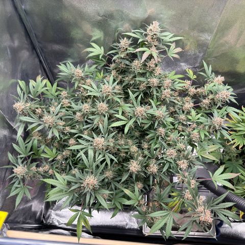 Tangerine Dream growlog photo: Getting close to harvest 