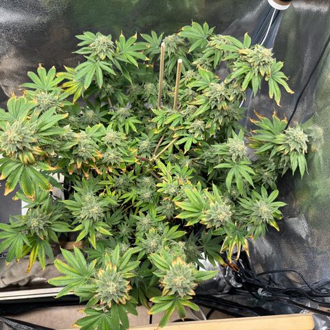 Pink Kush growlog photo: Close to harvest 