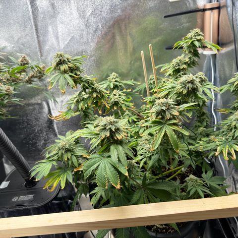 Pink Kush growlog photo: Close to harvest 