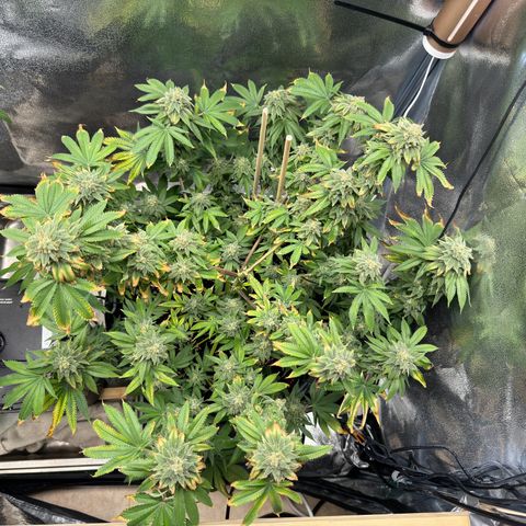 Pink Kush growlog photo: Close to harvest 