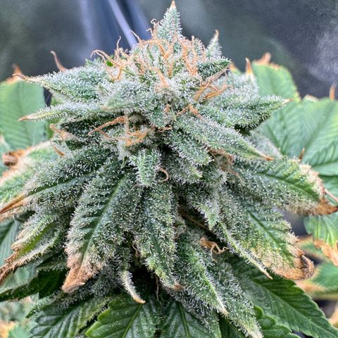 Pink Kush growlog photo: Close to harvest 