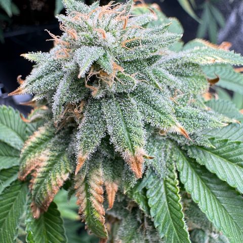 Pink Kush growlog photo: Close to harvest 