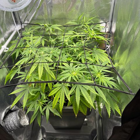 Mimosa x Orange Punch growlog timeline photo