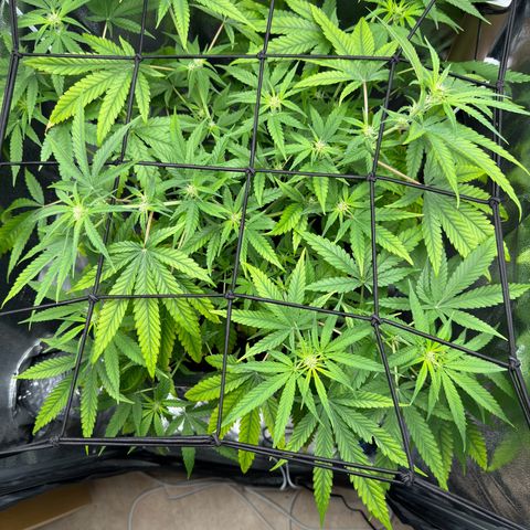 Mimosa x Orange Punch growlog timeline photo