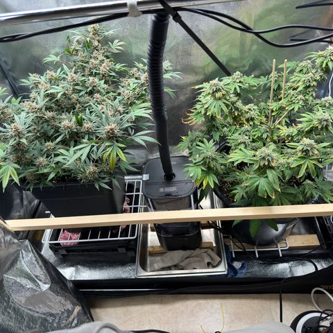 Tangerine Dream growlog timeline photo