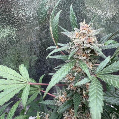 Tangerine Dream growlog timeline photo