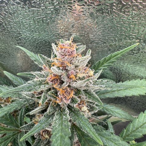 Tangerine Dream growlog timeline photo