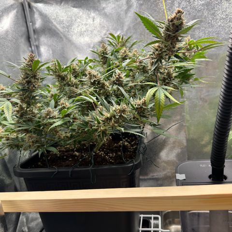 Tangerine Dream growlog timeline photo