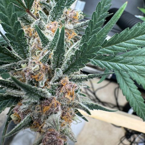 Tangerine Dream growlog timeline photo