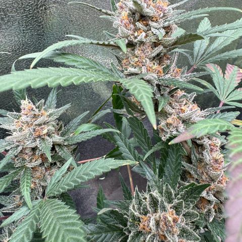 Tangerine Dream growlog timeline photo