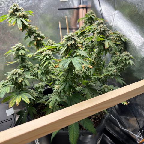 Pink Kush growlog timeline photo