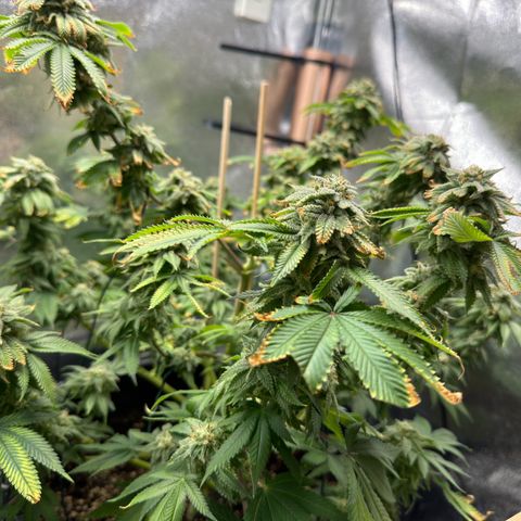 Pink Kush growlog timeline photo