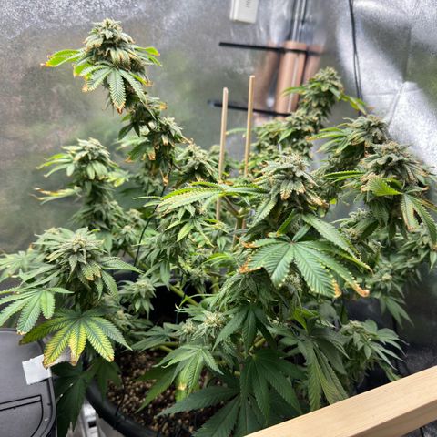 Pink Kush growlog timeline photo