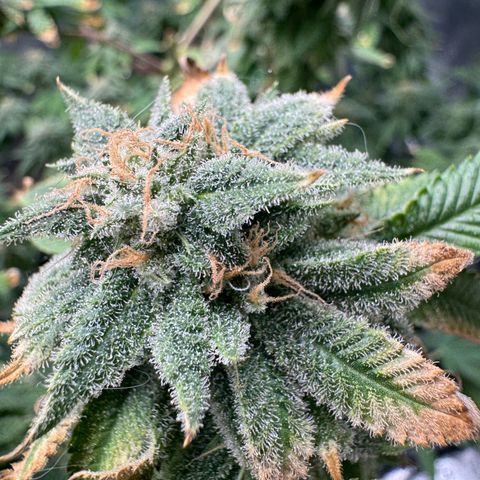 Pink Kush growlog timeline photo