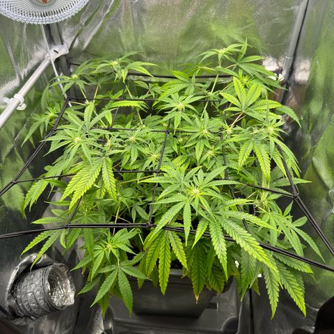 Mimosa x Orange Punch growlog timeline photo
