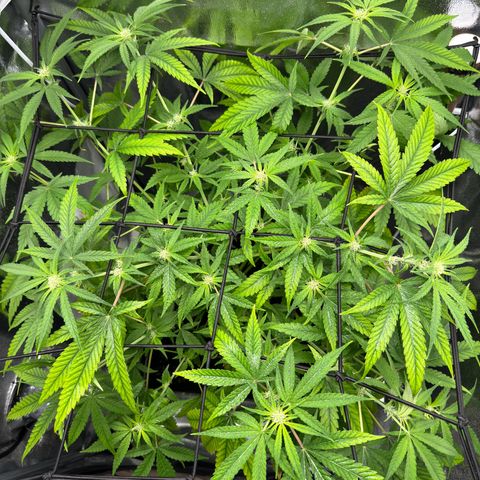 Mimosa x Orange Punch growlog timeline photo