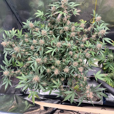 Tangerine Dream growlog timeline photo