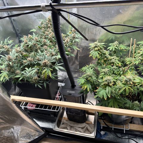 Tangerine Dream growlog timeline photo