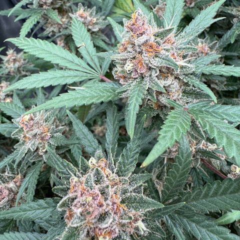 Tangerine Dream growlog photo: Day before harvest 