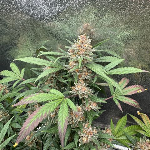 Tangerine Dream growlog photo: Day before harvest 