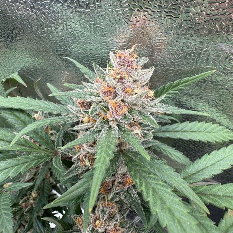 Tangerine Dream growlog photo: Day before harvest 