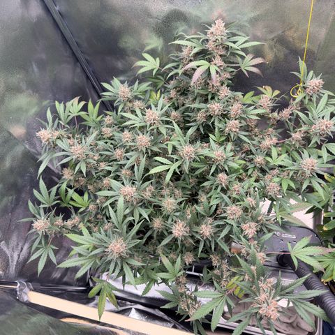 Tangerine Dream growlog photo: Day before harvest 