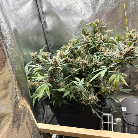 Tangerine Dream growlog photo: Day before harvest 