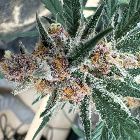 Tangerine Dream growlog photo: Day before harvest 