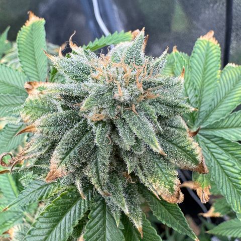 Pink Kush growlog photo: Day before harvest 