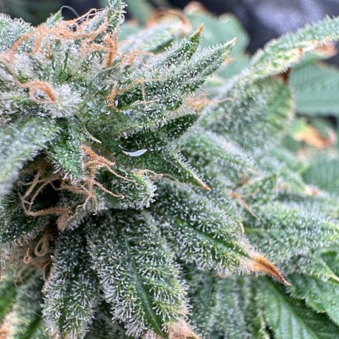 Pink Kush growlog photo: Day before harvest 