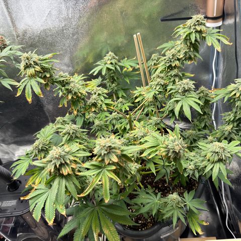 Pink Kush growlog photo: Day before harvest 