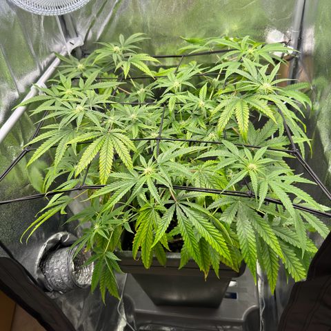 Mimosa x Orange Punch growlog timeline photo