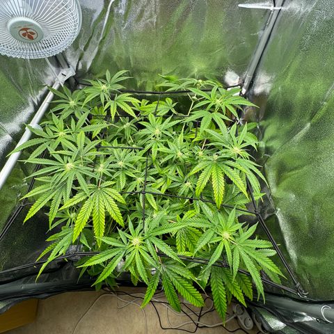 Mimosa x Orange Punch growlog timeline photo