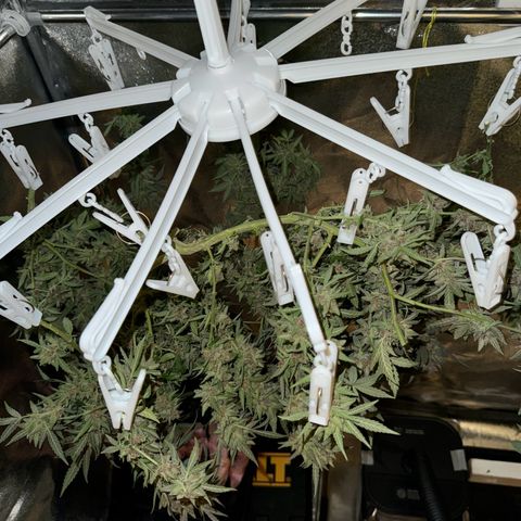 Tangerine Dream growlog photo: Looking really good 