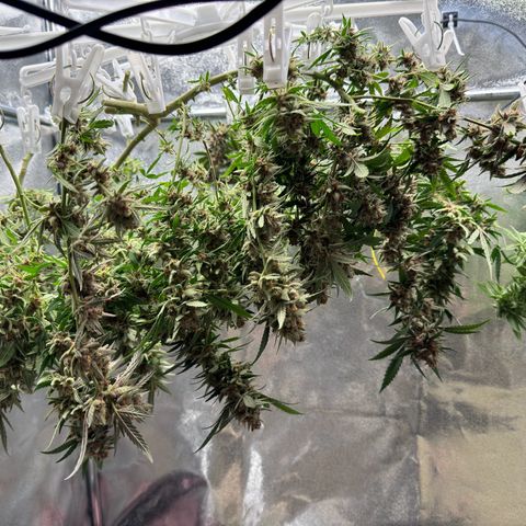 Tangerine Dream growlog photo: Looking really good 