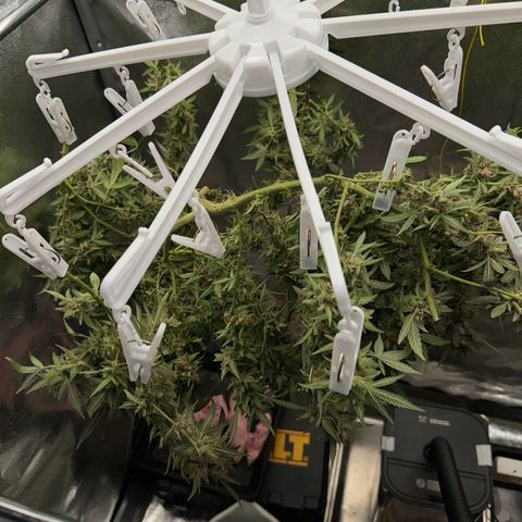 Tangerine Dream growlog photo: Looking really good 