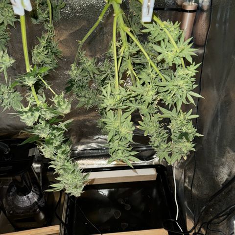 Pink Kush growlog timeline photo